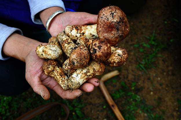 fresh mushroom picking 01.jpg